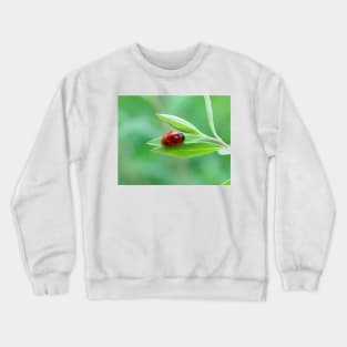 Pretty little red ladybug on a leaf Crewneck Sweatshirt